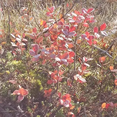 Pyhaekirnu Pyhätunturi